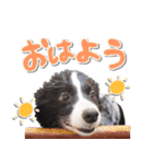 ボーダーコリー ベルの楽しい1日（個別スタンプ：22）