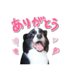 ボーダーコリー ベルの楽しい1日（個別スタンプ：26）