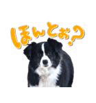ボーダーコリー ベルの楽しい1日（個別スタンプ：27）