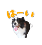 ボーダーコリー ベルの楽しい1日（個別スタンプ：35）