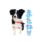 ボーダーコリー ベルの楽しい1日（個別スタンプ：36）