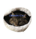 ねこミニ3（個別スタンプ：4）