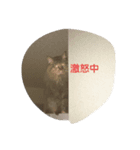 ねこミニ3（個別スタンプ：5）