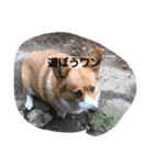ねこミニ3（個別スタンプ：6）