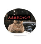 ねこミニ3（個別スタンプ：7）