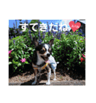 kyon学園のチワワんズ チェリー＆スバル（個別スタンプ：4）