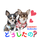 kyon学園のチワワんズ チェリー＆スバル（個別スタンプ：7）