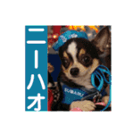 kyon学園のチワワんズ チェリー＆スバル（個別スタンプ：12）