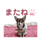 kyon学園のチワワんズ チェリー＆スバル（個別スタンプ：15）