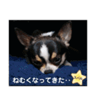 kyon学園のチワワんズ チェリー＆スバル（個別スタンプ：16）