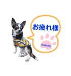 kyon学園のチワワんズ チェリー＆スバル（個別スタンプ：18）