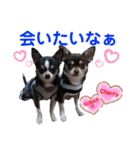 kyon学園のチワワんズ チェリー＆スバル（個別スタンプ：19）