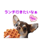 kyon学園のチワワんズ チェリー＆スバル（個別スタンプ：20）