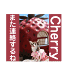 kyon学園のチワワんズ チェリー＆スバル（個別スタンプ：21）
