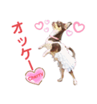 kyon学園のチワワんズ チェリー＆スバル（個別スタンプ：24）