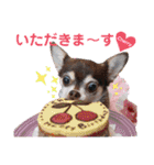 kyon学園のチワワんズ チェリー＆スバル（個別スタンプ：28）