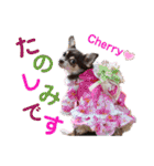 kyon学園のチワワんズ チェリー＆スバル（個別スタンプ：29）