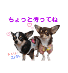 kyon学園のチワワんズ チェリー＆スバル（個別スタンプ：31）