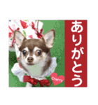 kyon学園のチワワんズ チェリー＆スバル（個別スタンプ：33）