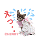 kyon学園のチワワんズ チェリー＆スバル（個別スタンプ：35）