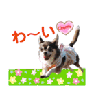 kyon学園のチワワんズ チェリー＆スバル（個別スタンプ：38）