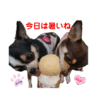 kyon学園のチワワんズ チェリー＆スバル（個別スタンプ：39）