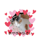 愛しのニャンズスタンプ 4（個別スタンプ：3）