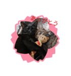 愛しのニャンズスタンプ 4（個別スタンプ：4）