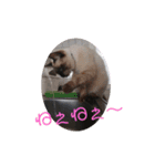 愛しのニャンズスタンプ 4（個別スタンプ：12）