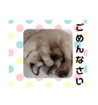 愛しのニャンズスタンプ 4（個別スタンプ：15）