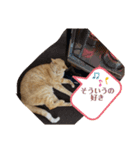 がんばれ、れもんちゃん3（個別スタンプ：1）