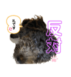 仁と礼 トイプードル兄弟32（個別スタンプ：23）