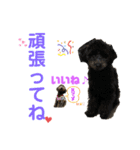 仁と礼 トイプードル兄弟32（個別スタンプ：26）