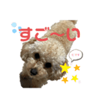 仁と礼 トイプードル兄弟32（個別スタンプ：29）