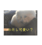 ゆきちゃん（ビション・フリーゼ）（個別スタンプ：5）