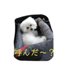 ゆきちゃん（ビション・フリーゼ）（個別スタンプ：6）