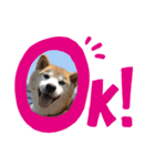 柴犬 サブロウさんとシロウちゃん（個別スタンプ：4）