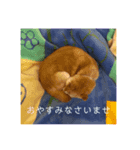 柴犬 サブロウさんとシロウちゃん（個別スタンプ：5）