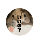 うにすた-日常編3-（個別スタンプ：3）
