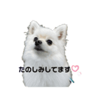 ひかる日常（個別スタンプ：8）