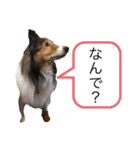 ラッキー＆くーちゃん（個別スタンプ：16）
