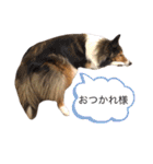 ラッキー＆くーちゃん（個別スタンプ：20）