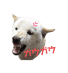 柴犬福シリーズ 日常会話編（個別スタンプ：1）