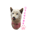 柴犬福シリーズ 日常会話編（個別スタンプ：2）