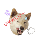 柴犬福シリーズ 日常会話編（個別スタンプ：3）