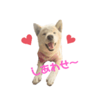 柴犬福シリーズ 日常会話編（個別スタンプ：4）
