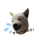 柴犬福シリーズ 日常会話編（個別スタンプ：5）