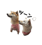 柴犬福シリーズ 日常会話編（個別スタンプ：6）