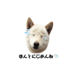 柴犬福シリーズ 日常会話編（個別スタンプ：7）
