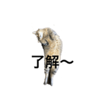 ぐでにゃんサラ（個別スタンプ：2）